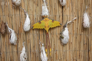 Vzácný motýl z Madagaskaru opět v Praze